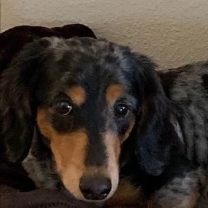 Meet your Posher, Carol